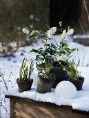 Christrose, rosa Blaustern, Hyazinthen und Traubenhyazinthen im Schnee