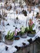Tontöpfe mit Tulpen, Primeln, Anemonen und Hyazinthe im Schnee