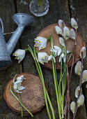 Spring cups, snowdrops, and pussy willow on wooden discs