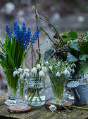 Grape hyacinths, spring cups, ivy, and snowdrops in glass vases