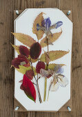 Pressed leaves and flowers on white paper as wall decoration