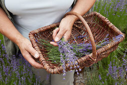 Picking lavender flowers