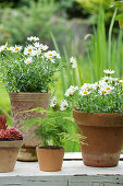 Ox-eye daisies and asparagus fern in pots