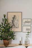 Houseplant on narrow console table below etchings on wall
