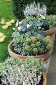 Containers planted with hellebores, Japanese andromeda, skimmia and ling