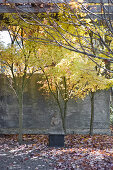 Buddha statue in front of concrete wall in autumnal garden