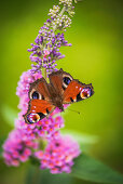 Peacock butterfly on buddleia flowers