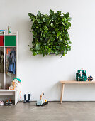 Devil's ivy in square green wall planter in cloakroom