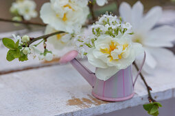 Narcissus 'Bridal crown' and hairy rockcress flowers in miniature watering can