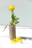 Gelbe gefüllte Tulpe in einer selbstgemachten Vase aus Beton
