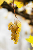 Bunch of ripe grapes hanging on vine