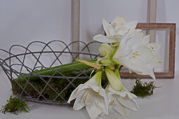 White amaryllis and moss in basket