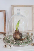 Sprouting amaryllis bulb under glass cover in wreath of broom flowers