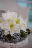 White amaryllis flowers in wreath of twigs and moss