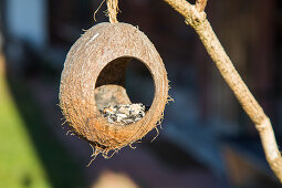 Bird food in hollow coconut