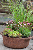 Rusty pot planted with saxifrage, ornamental grass, stonecrop and housleeks