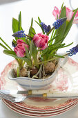 Tulips and grape hyacinths planted in sauce boat decorating table