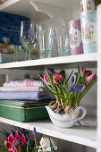 Spring in the kitchen with tulips, grape hyacinths and reticulated iris
