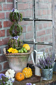 Topiary Ball trees made of moss and bud heather as autumn decorations