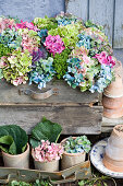 A colorful mix of hydrangea blossoms, ornamental cabbage, and hebe in a wooden box