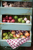 Harvest in drawers: Garlic, onions, Brussels sprouts and green apples