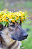 German shepherd wearing wreath of double Japanese marigold bush flowers on head