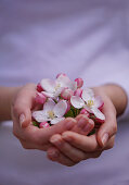 Hands with apple blossoms