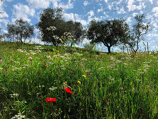Bio-Olivenbäume und Wildblumen