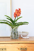 Orangefarbene Vanda-Orchidee ohne Erde in Glas