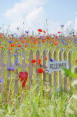 Small fence with a welcome sign and red heart in a flower meadow with poppies, cornflowers, and chamomiles