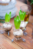 Hyacinth bulbs on wire feet