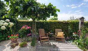 Deck chairs on a wooden deck by the hedge, elm for shade and hydrangeas, pot with geraniums, lavender in gravel