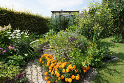 Summer garden with a greenhouse, a path between flower beds, and raised beds