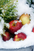 Apples in snow
