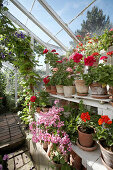 Flowering geraniums in greenhouse
