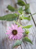 A pink echinacea flower on a wooden durface
