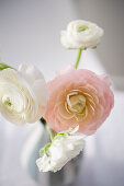 Ranunculus in white and pink