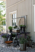 Urns and bottle carrier on garden table and potted lavender on gravel floor against house wall