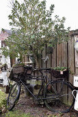 Old bicycle with baskets at the wooden fence in the garden