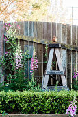 Obelisk aus wiederverwendetem Holz und Fingerhüte (Digitalis) im Garten