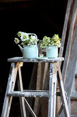 Spring flowers in enamel pots (black hellebore, Lenten rose, bilberry twigs and snowdrops)