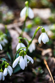 White snowdrop flowers in a forest as a spring time card