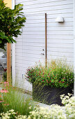 Stipa grass and annual sage in plant trough outside wooden house