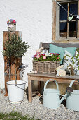 Wooden bench with spring flowers and Easter decoration, in front watering cans and small olive trees