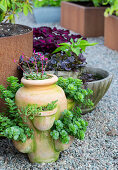 Sedum rock garden plants in pots on gravel