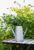 Ivy – cuttings in a watering can for rooting