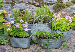 Geraniums and ivy in zinc pots in a garden
