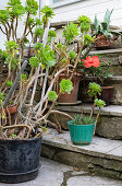 Plant pots with rosettes (Aeonium arboreum), hibiscus and cacti on stone steps