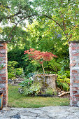 Red slash maple (Acer palmatum) 'Garnet' planted in old tree trunk viewed through archway in the garden