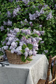 Purple lilacs in a basket on a table with a linen cover
